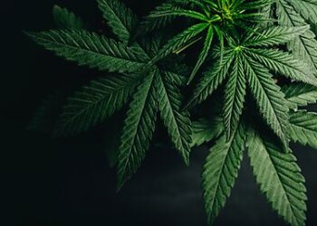 Marijuana Should Be De-Scheduled, Not Re-Scheduled