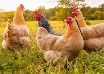 The USDA’s War on Small Farms