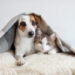Canine Companionship: Nurturing Joy and Connection Through the Care of a Beloved Pet Dog
