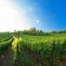 English Wine Producers Anticipate Bumper Harvests Following July Rainfall