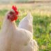 Elevated Backyard Living: Walk-In Tall Chicken Coops for Happy Hens