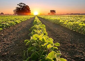 Rising Farm Incomes Underscore Need for Subsidy Cuts