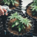 The Marijuana Index: Monitoring Cannabis and Hemp Stocks’ Future