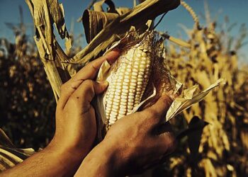 An Ama(i)zing Quote from the US on Mexico’s Corn Ban