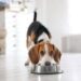 The 3 Steps To Take When Switching Your Dog’s Food