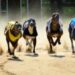 SIS Hands Major Boost to UK & Irish Greyhound Industry