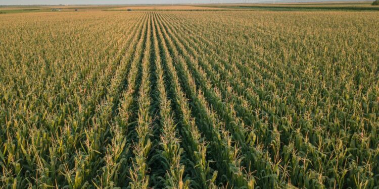 America’s Corn Crop Comes from “Corny” Subsidies