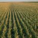 America’s Corn Crop Comes from “Corny” Subsidies