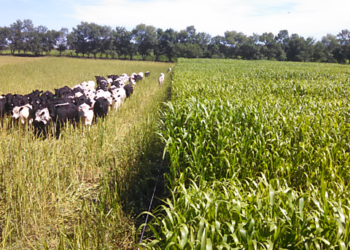 Market Distortions and Hidden Costs of the Farm Bill’s Agriculture Subsidies: A Policy Investigation