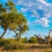 List of Things To Pack For Kruger National Park Tours