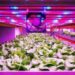 One of UK’s ‘most advanced’ vertical farms opens in Gloucestershire