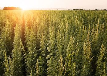 Considering Safe Banking for the Cannabis Industry