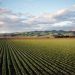 Agriculture is fertile ground for AI’s next revolution