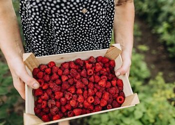 Senator Warren Is Way Off on Raspberries—and Americans’ Living Standards