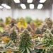 Feminised Cannabis Seeds and Medical Cannabis in the UK
