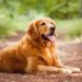 The Golden Gals Connecticut Breaks Down Early Socialization in Raising Well-Tempered Golden Retrievers
