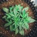 How Autoflowers Are Reshaping the Home Growing Industry