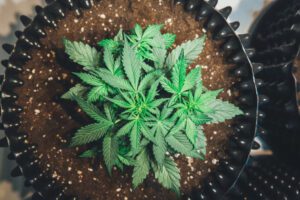 How Autoflowers Are Reshaping the Home Growing Industry