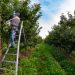 UK extends seasonal farm worker scheme for five years as inheritance tax row rumbles on