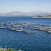 Scottish salmon exports hit record high as global demand surges