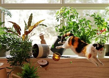 Moving Fast, Breaking Things, and the Oath of Office