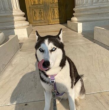 From Dog Leashes to Potty Breaks: Are We All Unwitting Criminals?