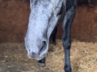 Equell Nutrition: A New Era of Equine Health Powered by Natural Ingredients and Female Entrepreneurship