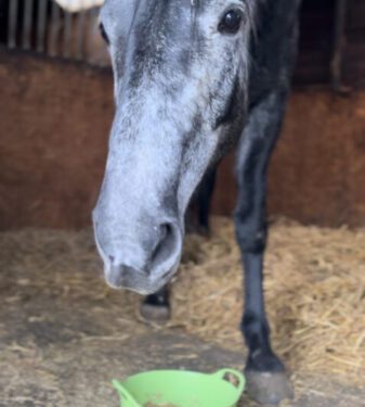 Equell Nutrition: A New Era of Equine Health Powered by Natural Ingredients and Female Entrepreneurship