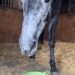 Equell Nutrition: A New Era of Equine Health Powered by Natural Ingredients and Female Entrepreneurship