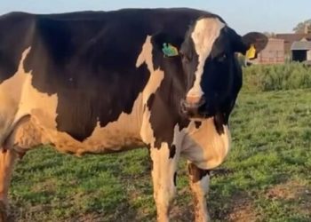 Jeremy Clarkson devastated as Diddly Squat Farm hit by TB outbreak