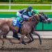 Diana and Nassau Stakes: Comparing Top Turf Races for Fillies and Mares