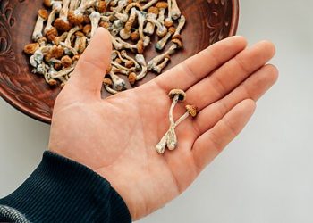 Oregon’s Psilocybin Experiment: The Downsides of Partial Legalization