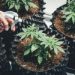 Using 2024 Frontiers Research to Strengthen Feminised Cannabis Seed Quality