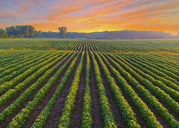 Whom Should Farmers Believe: The President or Their Lying Eyes?